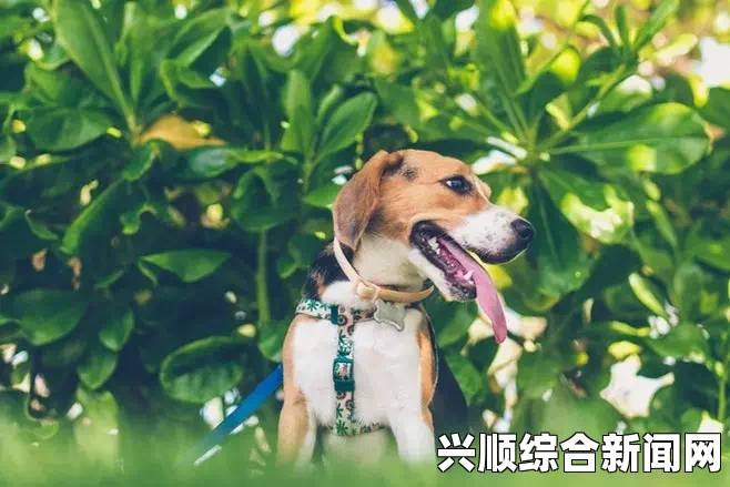 ZoomZookeeper狗：探索自然的激情与奇迹，带你领略每一刻的灵动与欢愉！