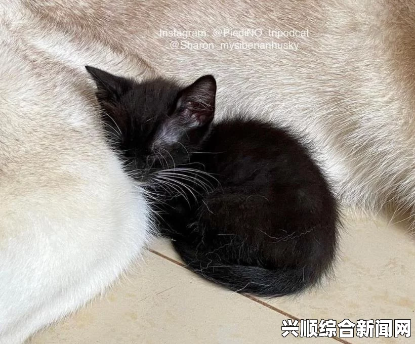 我家狗狗卡在里面痛怎么办？紧急时刻，爱与勇气交织，带你一起探索爱的救赎之路！