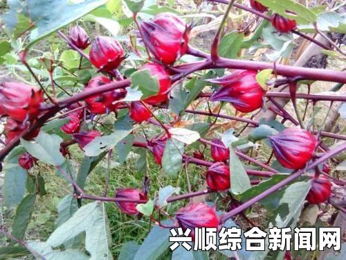 探索红桃K集团的18位创始人：激情与智慧交织，成就辉煌事业的背后故事