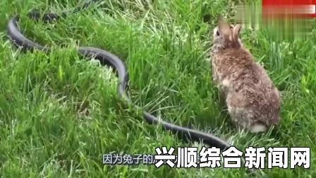 兔子刚化形就被蛇做了：一场惊心动魄的追逐，揭示生命与欲望之间的微妙平衡