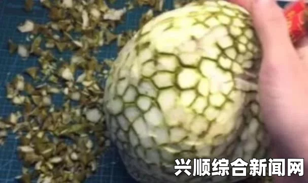 臭名远扬！长出10多公斤重巨型榴莲 泰果园蹿红