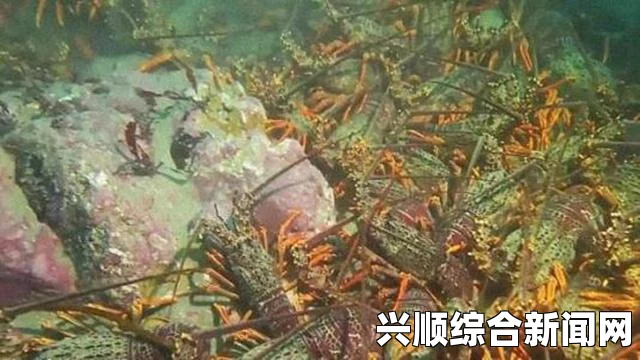 新西兰惠灵顿附近水域巨量龙虾现身，吃货们馋坏了！