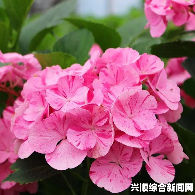 在睡前C1V1没有弹窗：探索激情画面，感受无尽的浪漫与幻想之旅