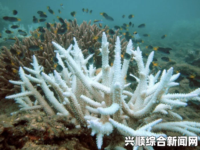 全球珊瑚白化灾情暂缓 专家警告，这次危害最重