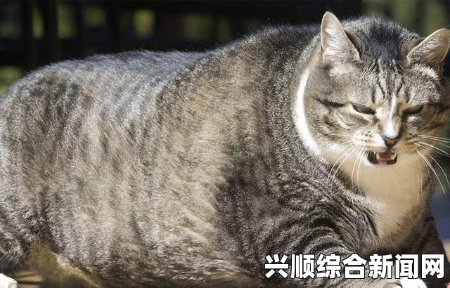 DNA分析揭示猫咪征服世界之路，埃及是关键节点