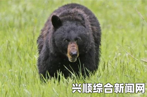 美国阿拉斯加少年参加山地赛跑遭熊攻击 不幸丧生