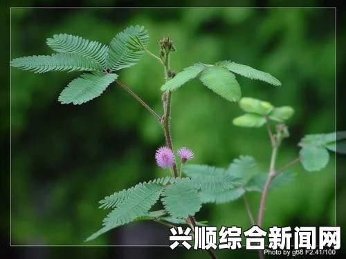 含羞草传媒下载应用：探索激情画面的魅力与热情，让每一次观看都充满惊喜与感动！