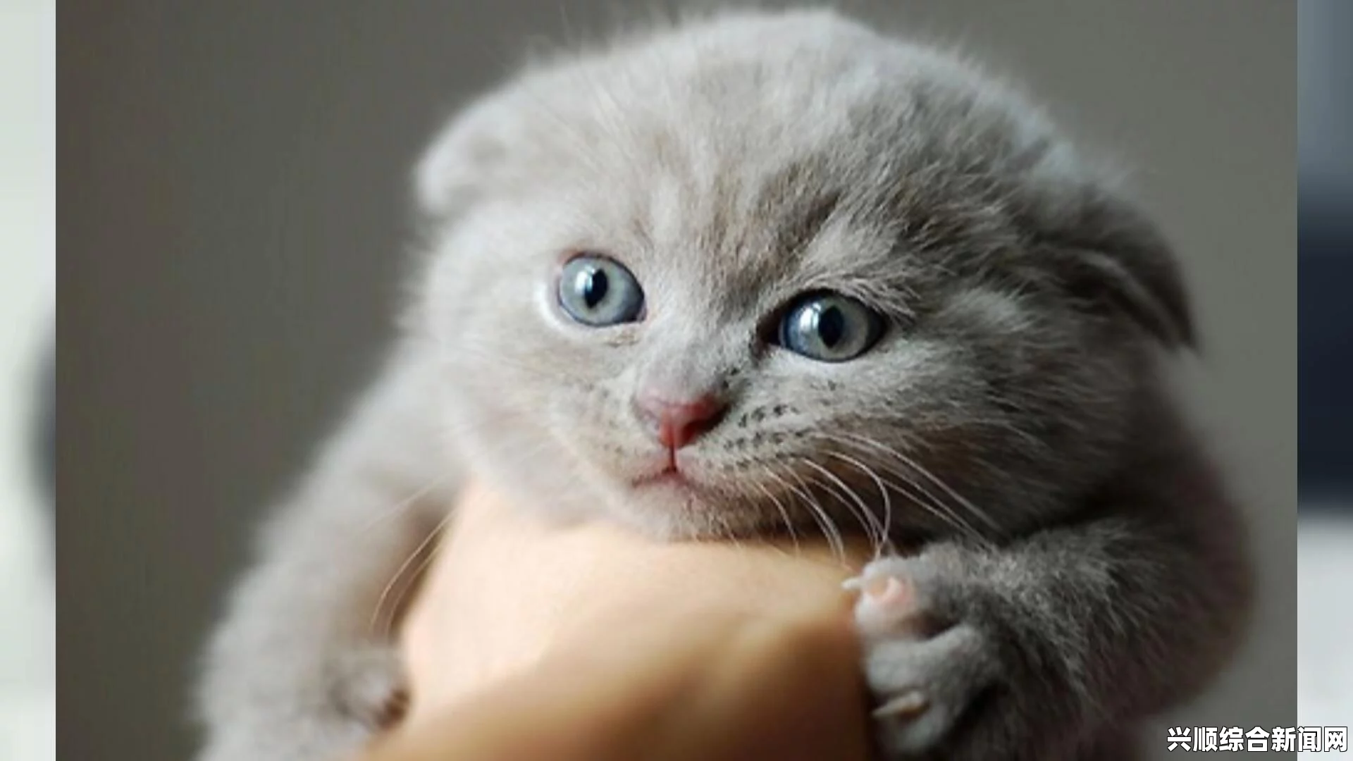 芬兰一猫咪身长120厘米，或打破纪录成世界上最大家猫