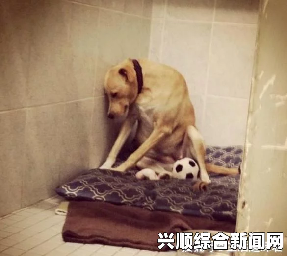 华裔女子在美遭狗咬伤 反被骂滚回你的国家，种族歧视与文化冲突的悲剧