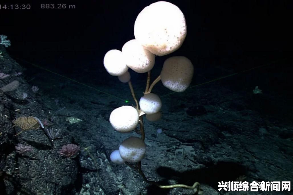 腿打开一点就可以吃扇贝了：体验舌尖上的美味，感受海洋的扑面而来与餐桌上热烈的欢愉！