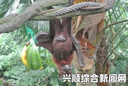 泰国香蕉园现稀有蝙蝠 色彩艳丽濒临灭绝