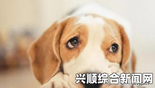 哪种狗最适合女人自己用？非常重要的一点是，狗的性格和主人的个性是否相配。比如说，有些女士可能更喜欢活泼友好的小型犬，而有些人则偏好忠诚顺从的大型犬。除此之外，女性主人们还需考虑到日常生活中能够给予宠物充足精力、时间和关怀。同时，在选择适合女性主人使用的狗时，也应该考虑到它们对家庭成员（尤其是小孩）和其他动物是否友善。