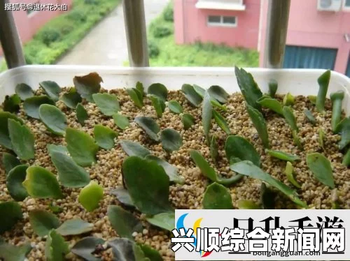 探讨扦插BB技术的最新优势与好处，揭示其在现代种植中的重要性和潜力