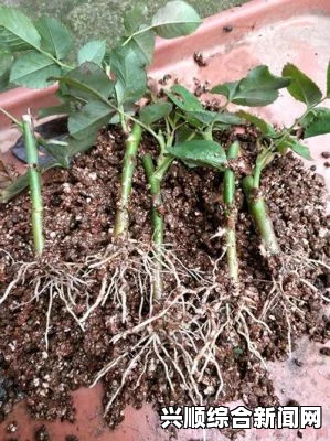 探讨扦插BB技术的最新优势与好处，揭示其在现代种植中的重要性和潜力