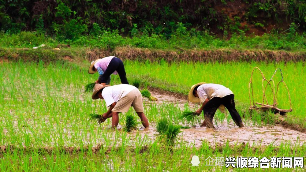儿子为母亲耕种田地的深刻寓意与家庭责任的象征