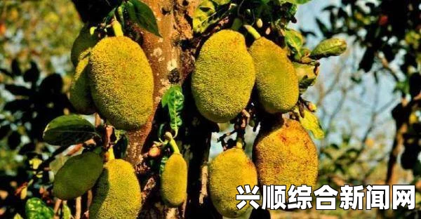 亚精产品一三三菠萝蜜调换个描写方式