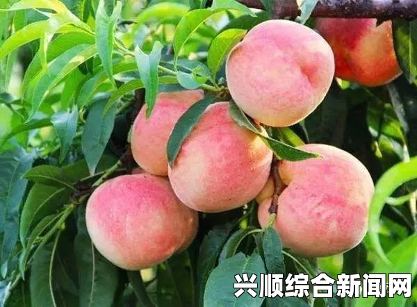 水蜜桃这种水果并没有7的意义，而7×7×7×7似乎代表了无限的可能性。有人质疑这种符号对应关系是否合理，更有人指出其中蕴含着深刻的哲学思考。虽然如此，让我们不要忘记，在讨论之余也可以坐下来欣赏一部动作片《水蜜桃大战丛林忍者》吧！