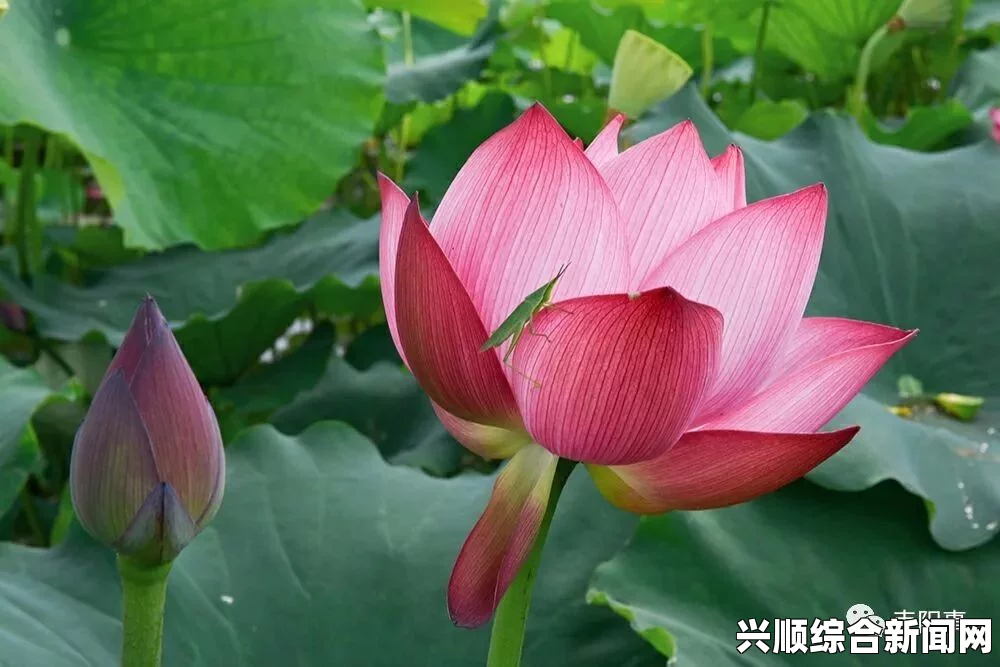 女人在50岁时，半夜的莲花依然会盛开吗？