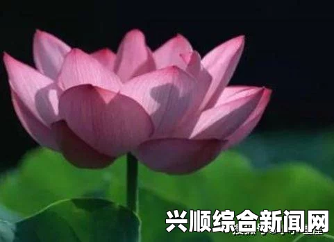 女人在50岁时，半夜的莲花依然会盛开吗？