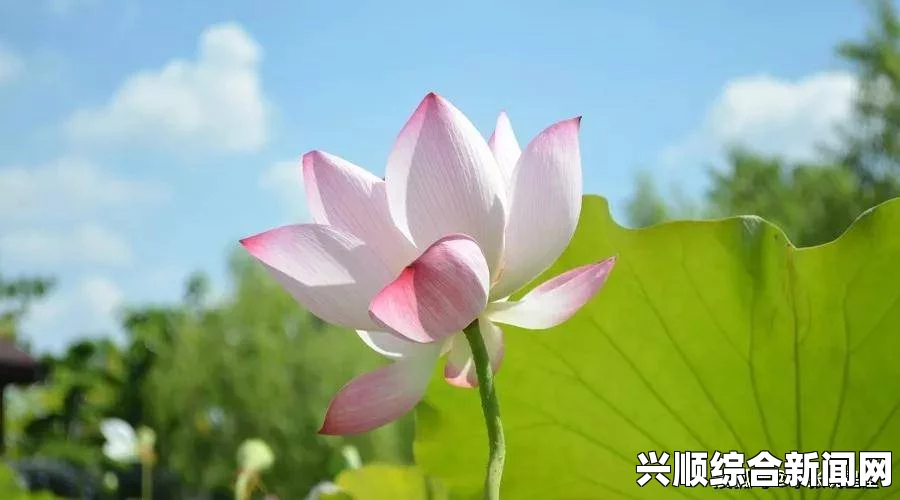 女人在50岁时，半夜的莲花依然会盛开吗？
