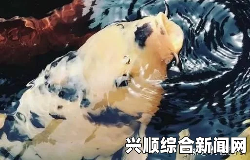 女人鲤鱼喝水图解大全：深度解析与网友热议，探讨其文化意义与艺术价值