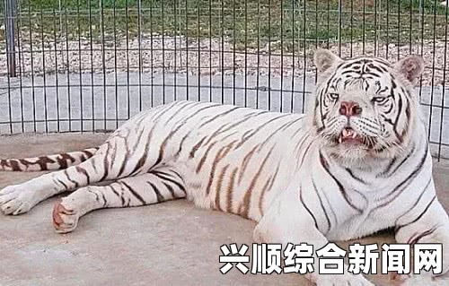 世界最丑白虎，人工近亲繁殖的悲剧