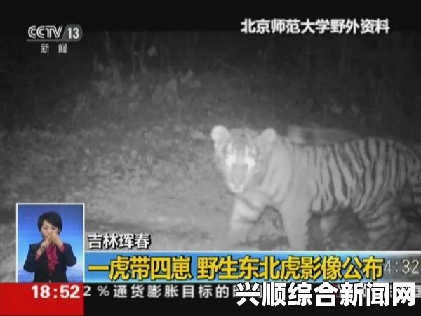 世界最丑白虎，人工近亲繁殖的悲剧