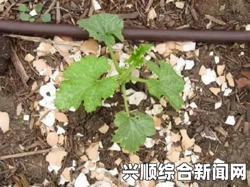 液体收集器系统hh的工作原理：高效、智能化设计推动环保技术进步
