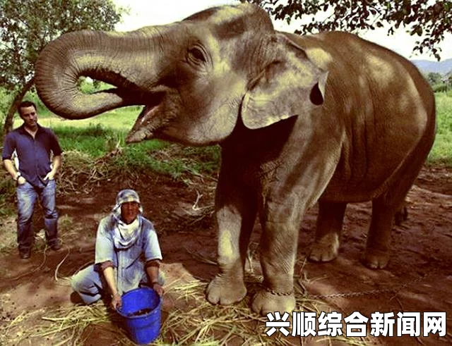 泰国现象屎咖啡 比猫屎咖啡贵一倍多（图/原理）