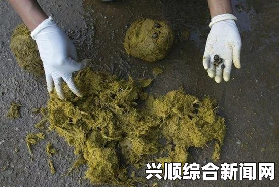 泰国现象屎咖啡 比猫屎咖啡贵一倍多（图/原理）