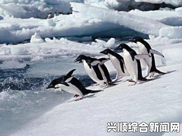 南极洲冰山坍塌与企鹅生存危机