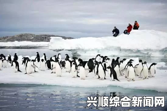 南极洲冰山坍塌与企鹅生存危机
