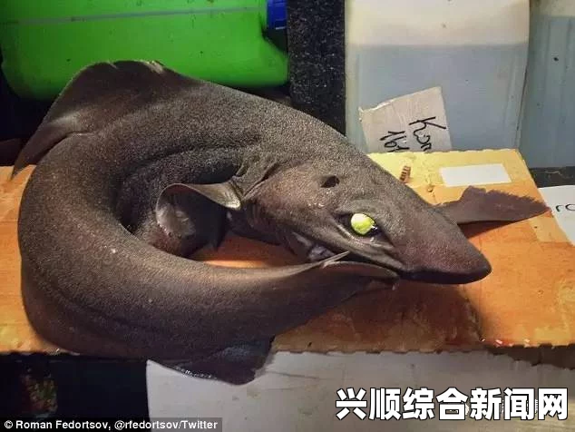 加勒比海现人鼻双脚怪鱼 能在海床上行走——神秘生物引全球关注