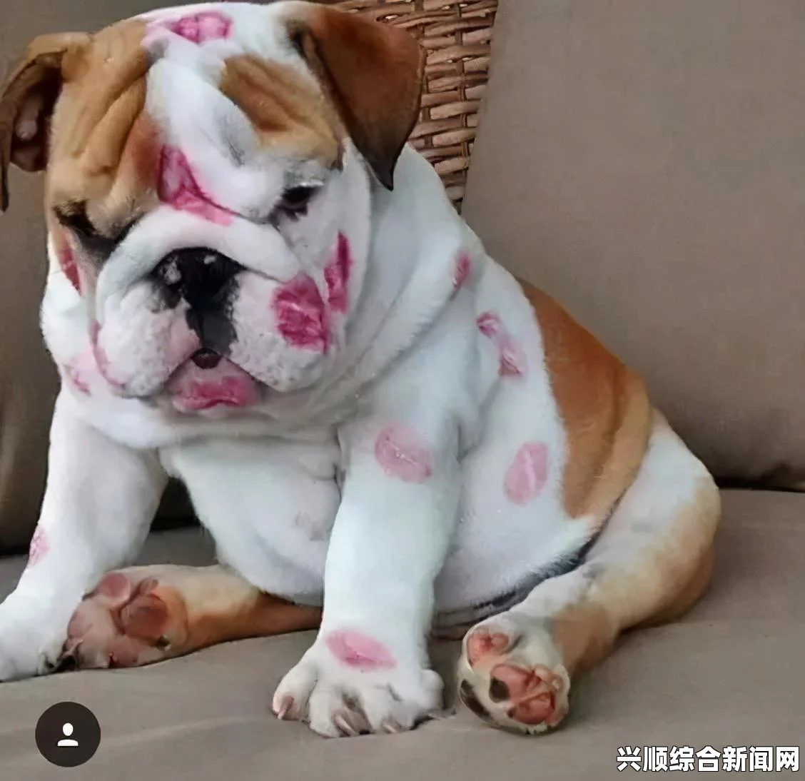 斗牛犬脸垮到无法呼吸，大规模拉皮手术救了它（图）——一次关于宠物健康与医疗的奇迹