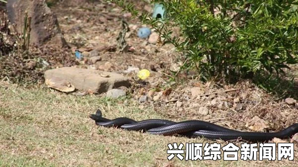 怪物猎人世界贝希摩斯奶片配装攻略
