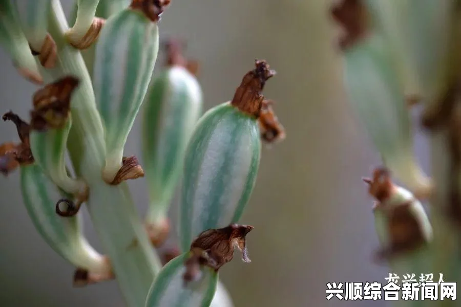 黑暗之魂2原罪学者，新手实用心得分享