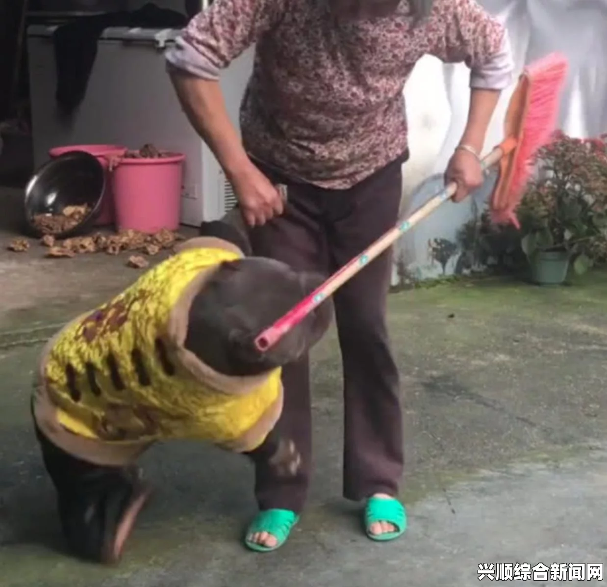 狗狗器硬长的原因分析：宠物主人的必读指南