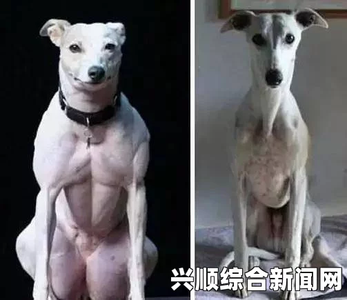 揭示“某某”基因的奥秘：从“精品人”到“猪”和“狗”的DNA研究