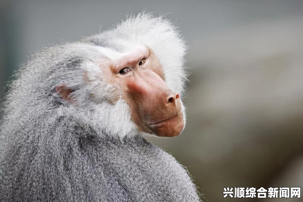 孤岛惊魂新曙光野生动物位置攻略