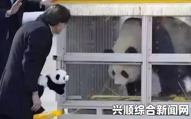 比利时首相亲自接机，成都大熊猫抵达欧洲新家
