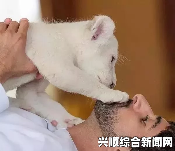 迪拜惊现司机携狮兜风事件引发网民怒斥，极端愚蠢行为！