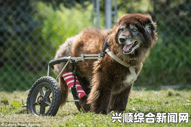 轮椅上的牧羊犬，志坚志坚，坚韧放牧人生
