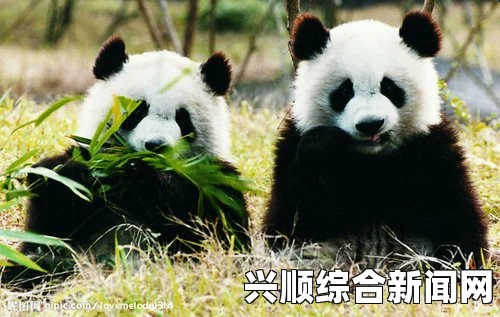 英媒揭秘，中国大熊猫外交背后的资源与技术交换之道