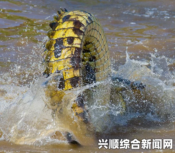 印尼大胆青蛙，鳄鱼口中的惊险逃生