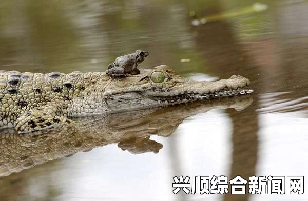 印尼大胆青蛙，鳄鱼口中的惊险逃生