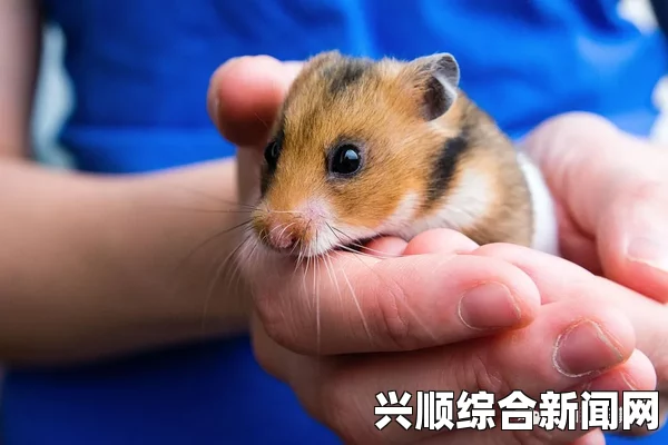 美国两名表演艺术家体验仓鼠人生活，探寻别样的艺术之旅