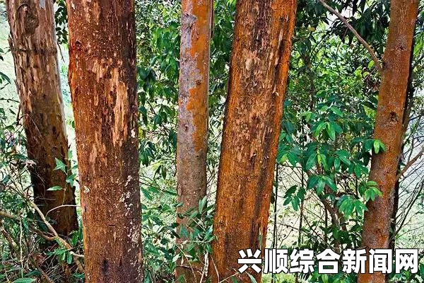 澳大利亚新州惊现桉树流血现象，疑似受虫蛀影响