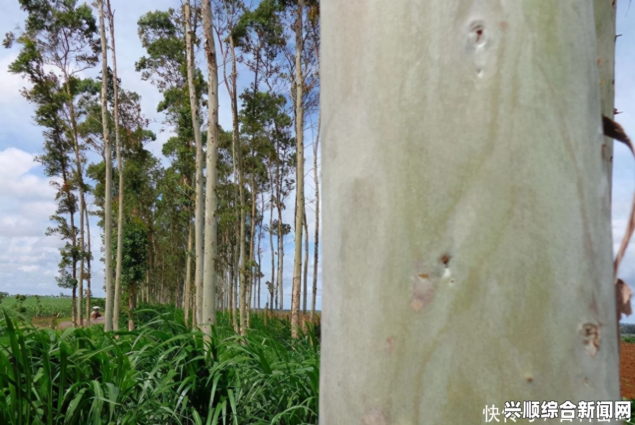 澳大利亚新州惊现桉树流血现象，疑似受虫蛀影响