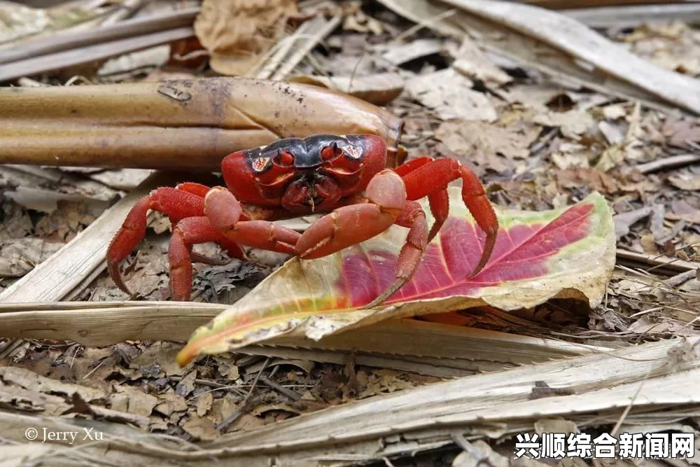 科科斯群岛地理位置图及其重要性