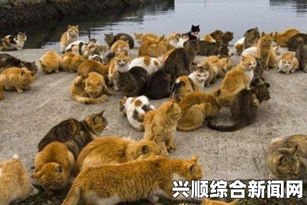 日本爱媛县独特小岛，猫群繁衍生息，人类居住稀少探秘